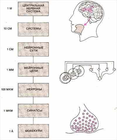 НЕРВНАЯ СИСТЕМА